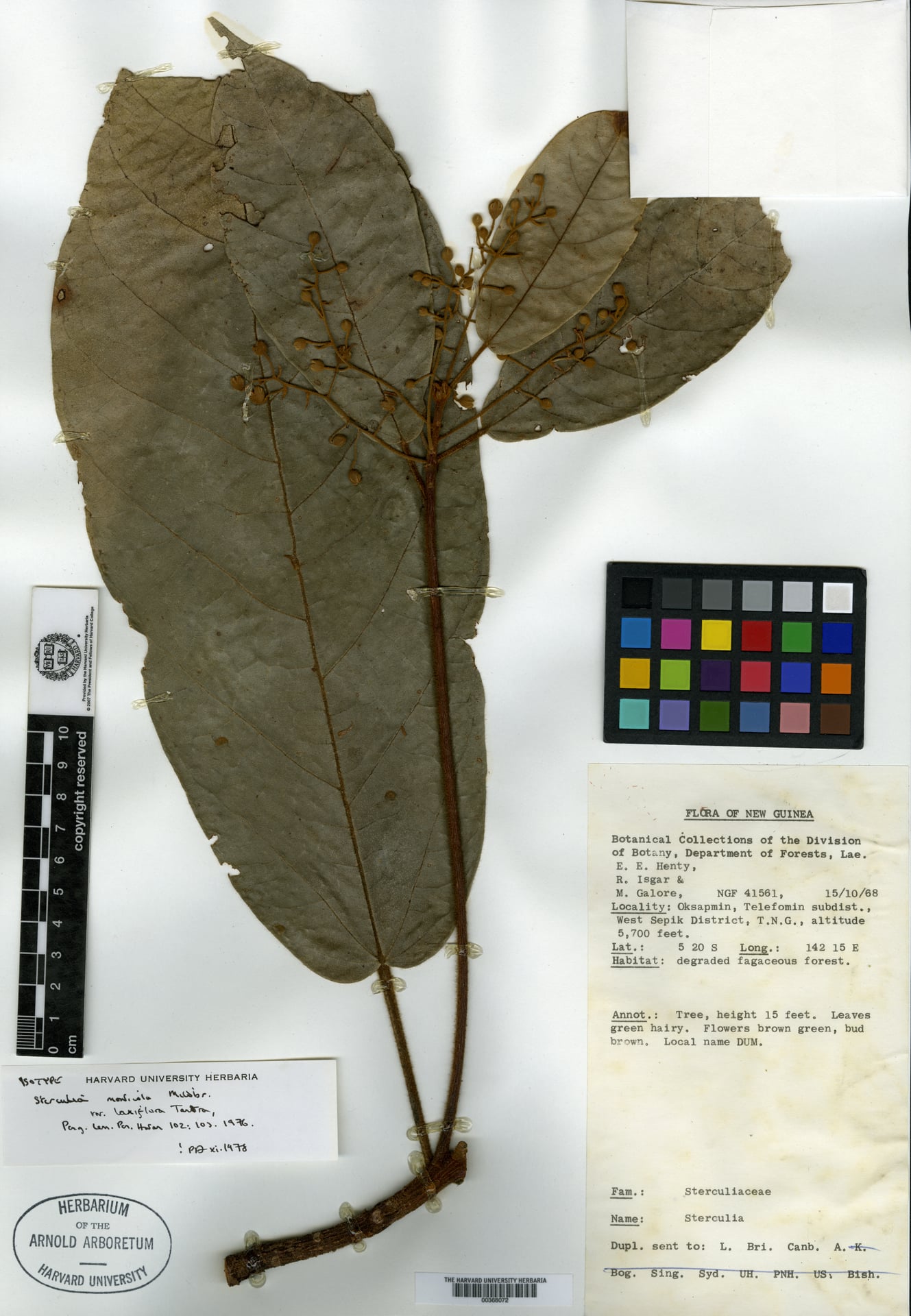 Sterculia monticola