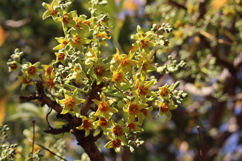 Sterculia murex (Lowveld chestnut) — photo