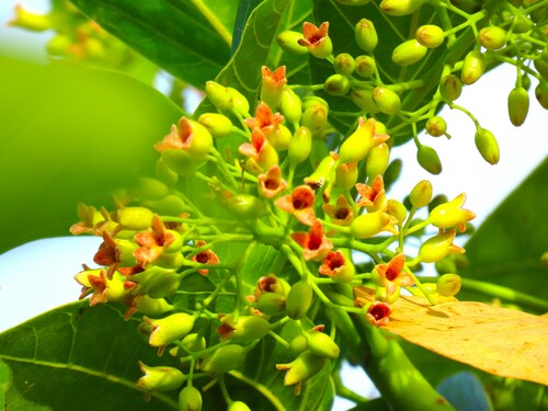 Sterculia oblonga (Yellow Sterculia) — photo