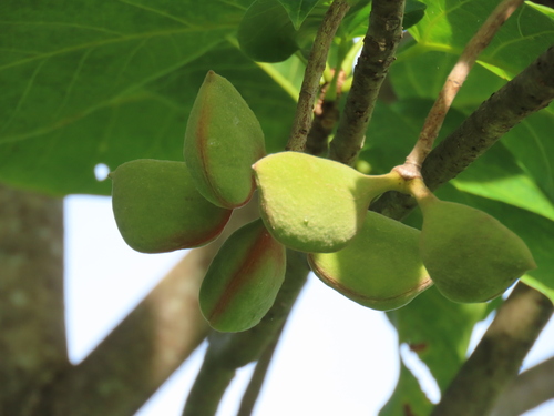 Sterculia oblonga (Yellow Sterculia) — photo