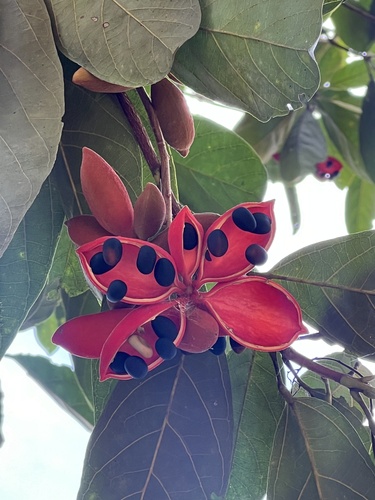 Sterculia oblongata (Malaboho) — photo