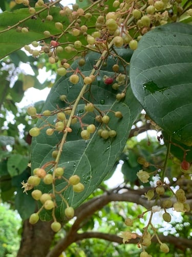 Sterculia oblongata (Malaboho) — photo