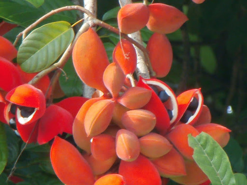 Sterculia oblongata