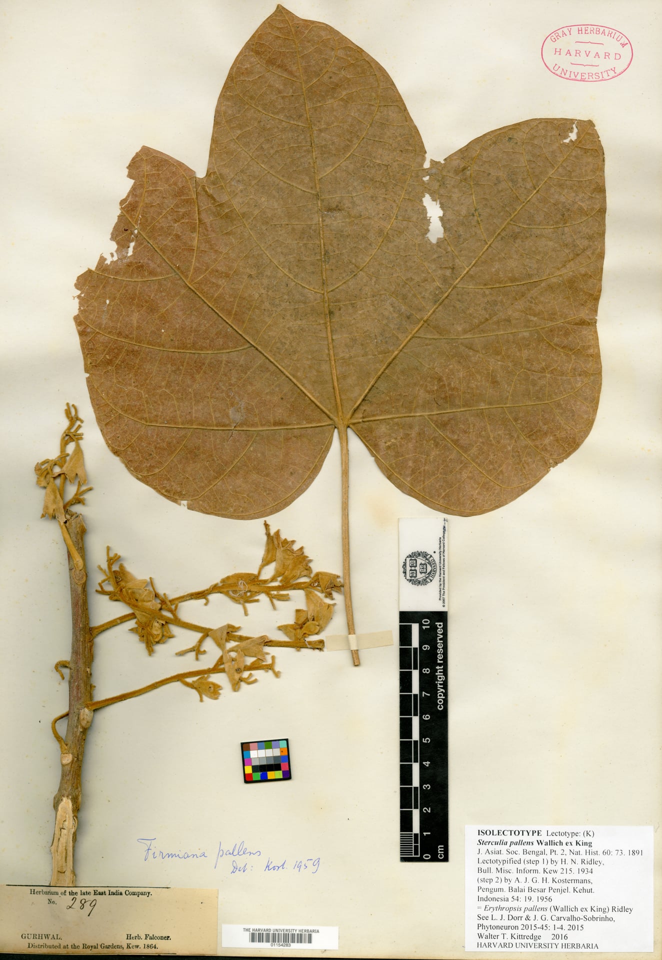 Sterculia pallens
