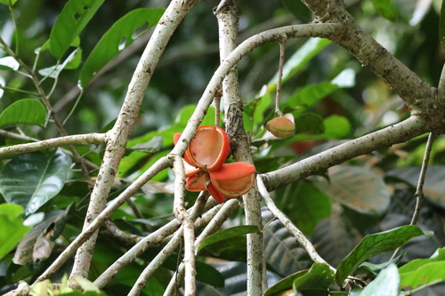 Sterculia parviflora — photo