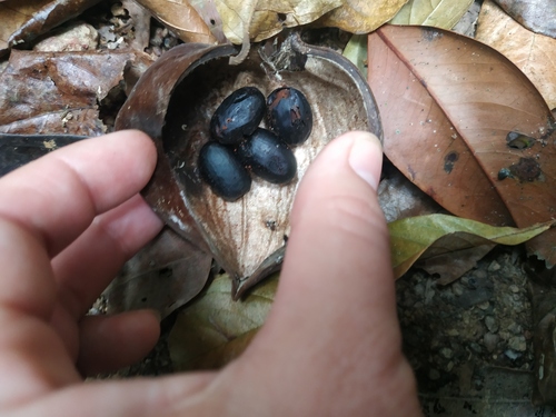 Sterculia parviflora — photo