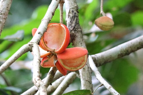 Sterculia parviflora