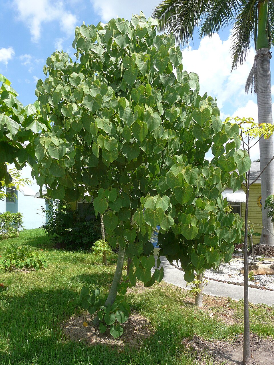 Sterculia populifolia