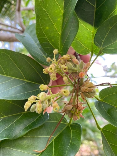 Sterculia quadrifida (Peanut tree) — photo