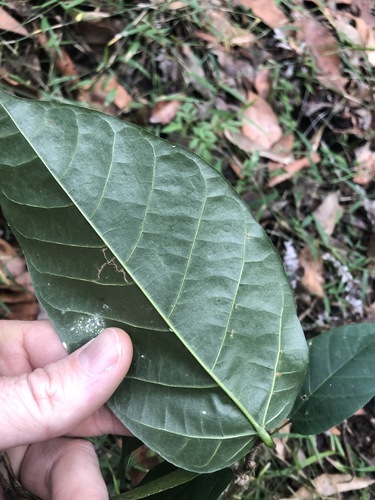 Sterculia quadrifida (Peanut tree) — photo