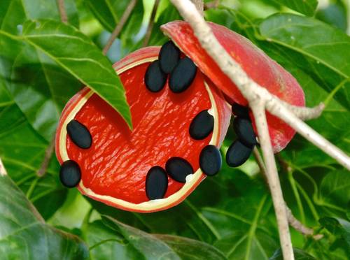 Sterculia quadrifida