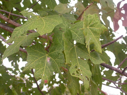 Sterculia quinqueloba