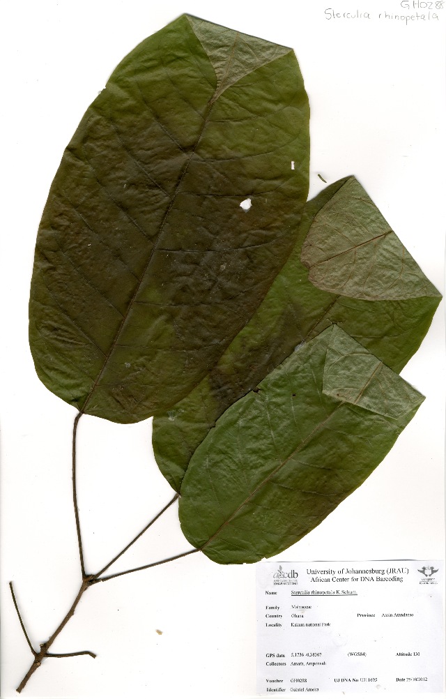 Sterculia rhinopetala