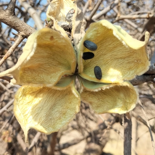 Sterculia rogersii (Common star-chestnut) — photo