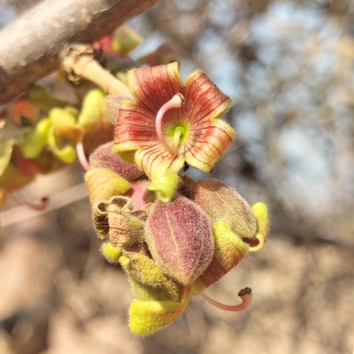 Sterculia rogersii