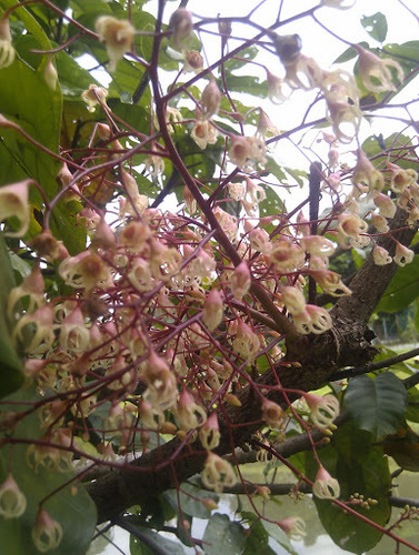 Sterculia rubiginosa — photo