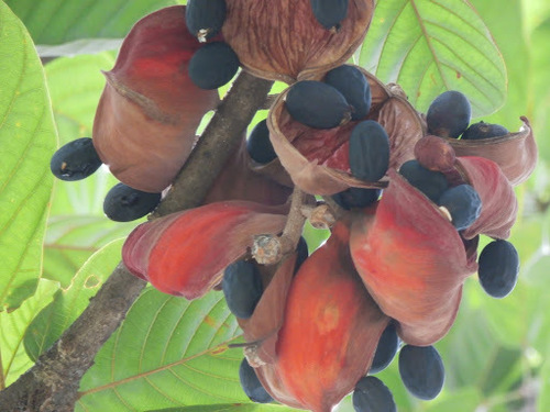 Sterculia rubiginosa