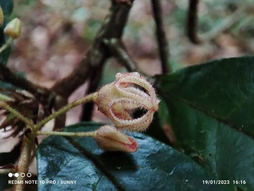 Sterculia rubiginosa — photo