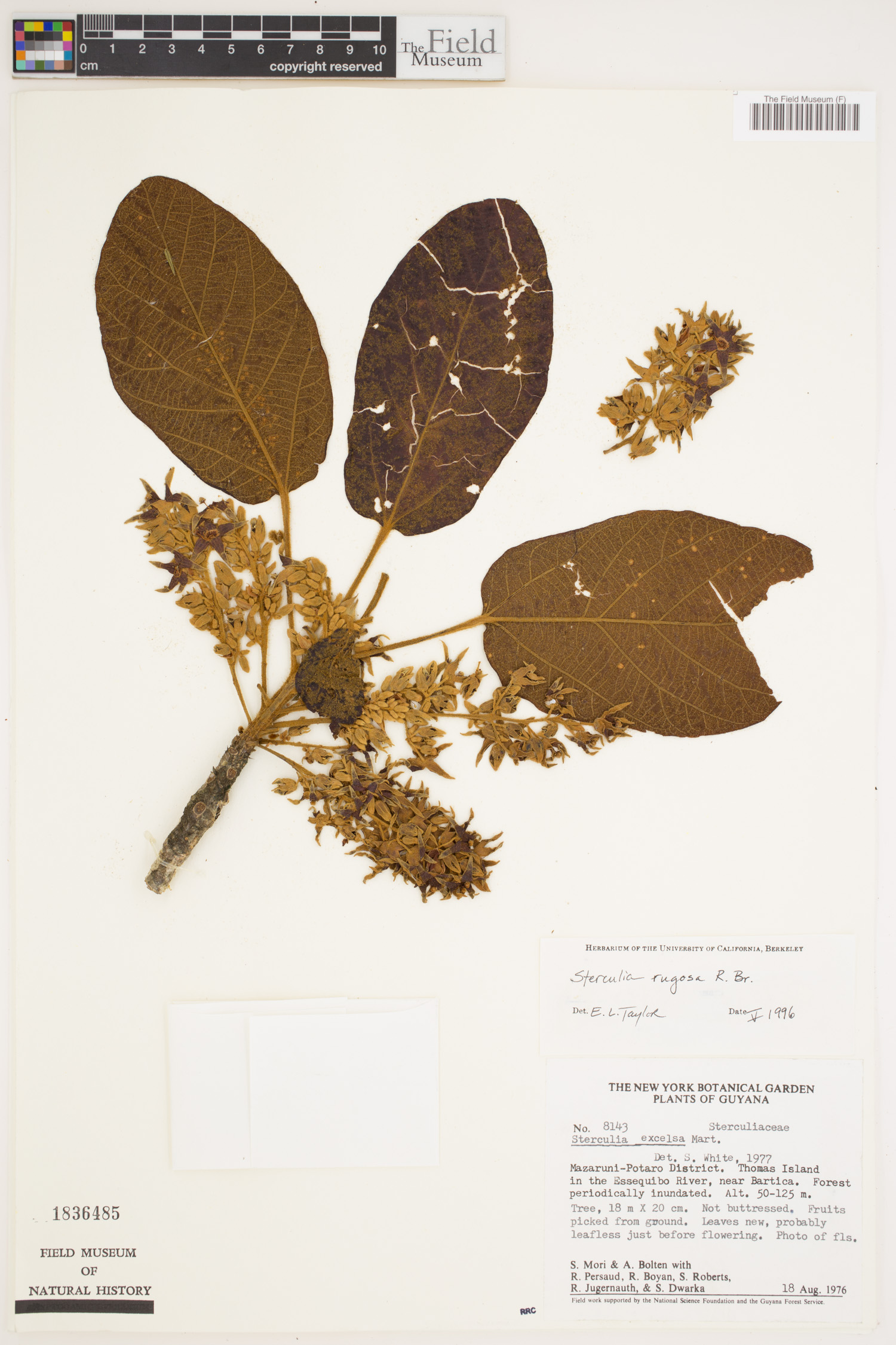 Sterculia rugosa (Rough leaf maho) — photo