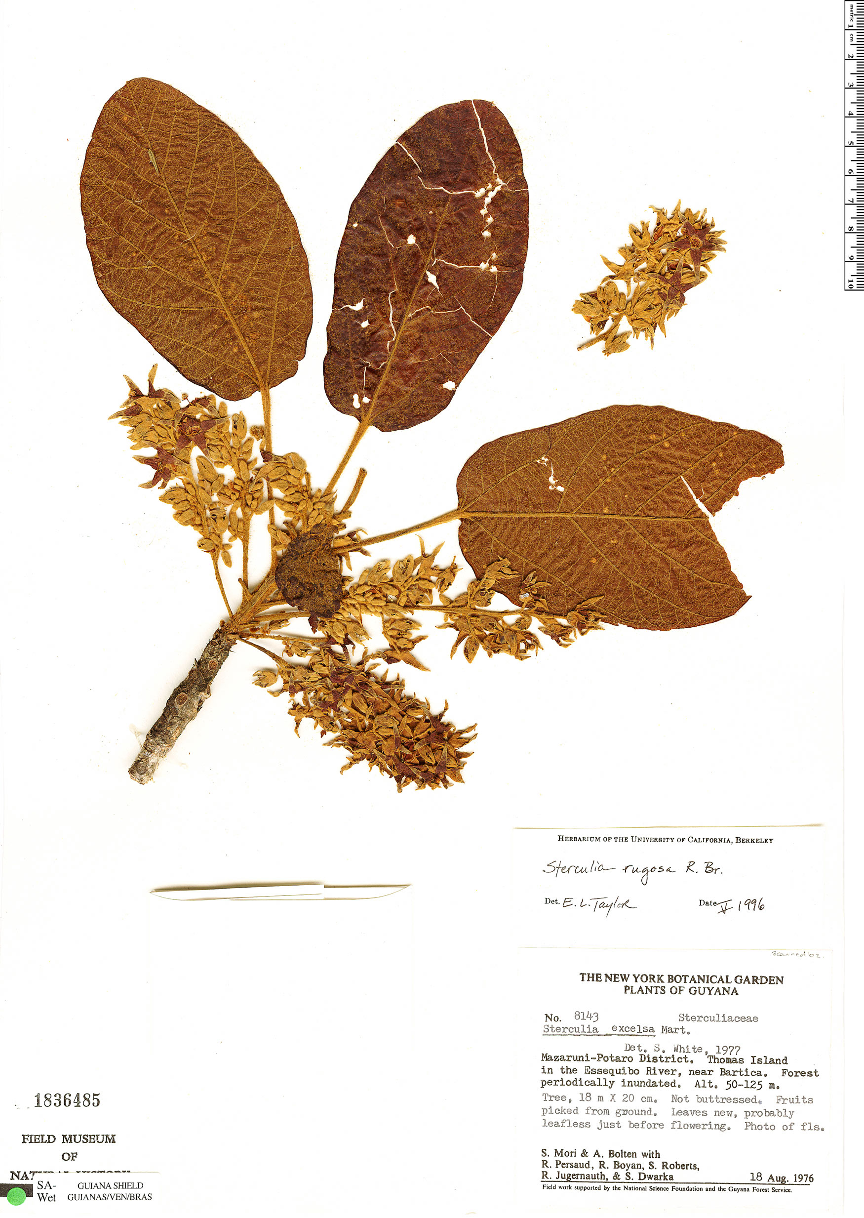 Sterculia rugosa