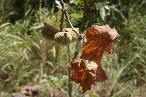Sterculia setigera (Star chestnut) — photo