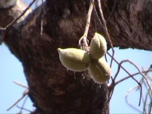 Sterculia setigera (Star chestnut) — photo