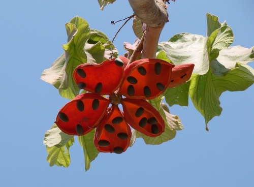 Sterculia striata (Chicha) — photo