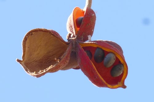 Sterculia striata (Chicha) — photo