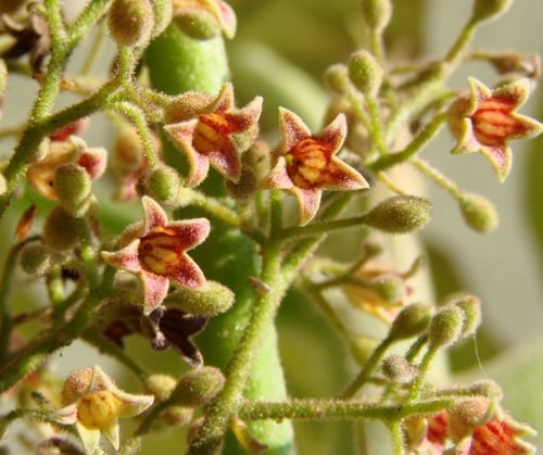 Sterculia striata