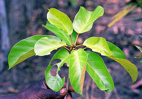Sterculia tragacantha (African tragacanth) — photo