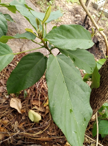 Sterculia tragacantha (African tragacanth) — photo
