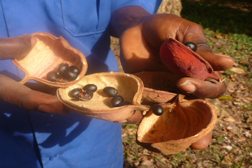 Sterculia tragacantha