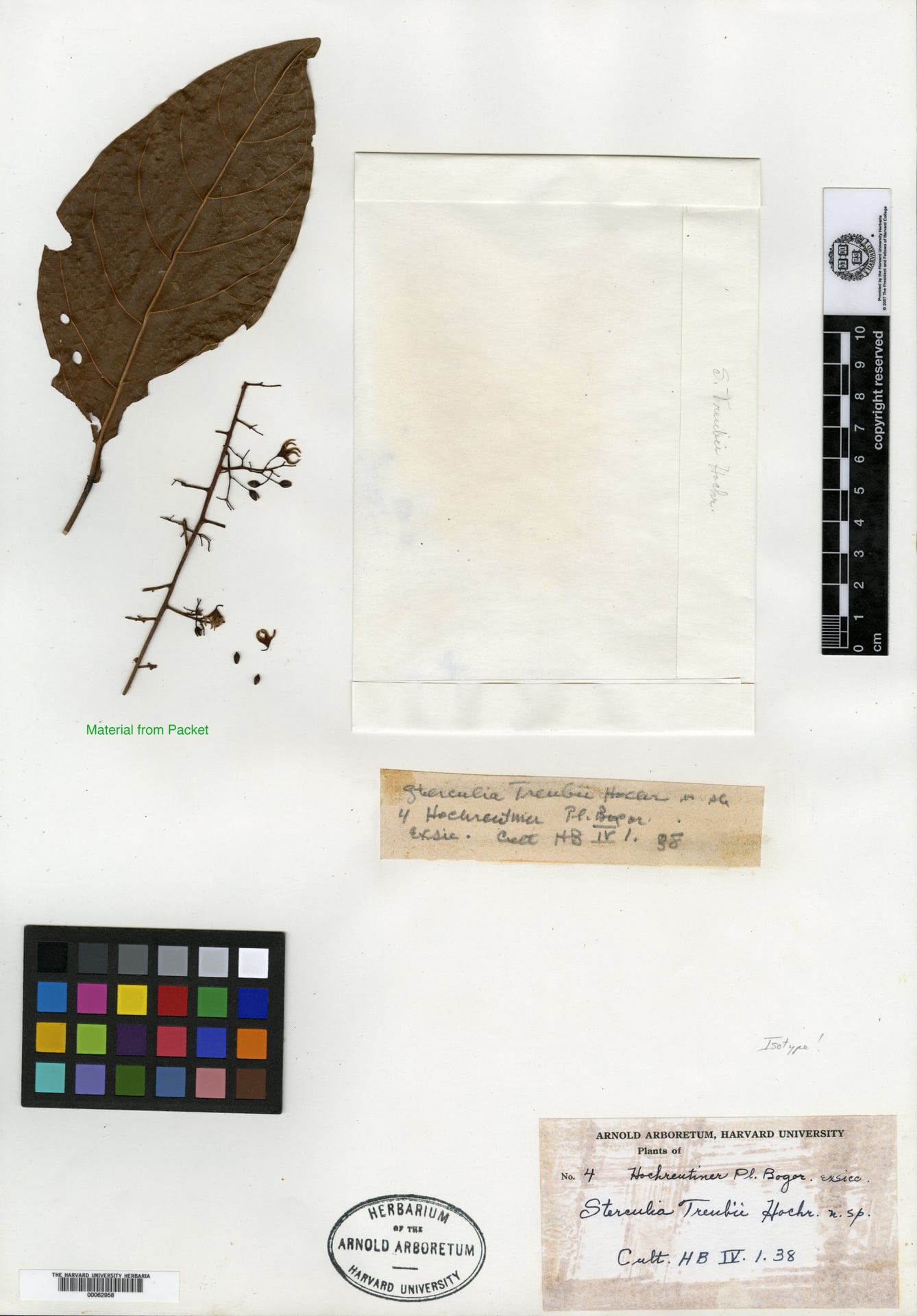 Sterculia treubii