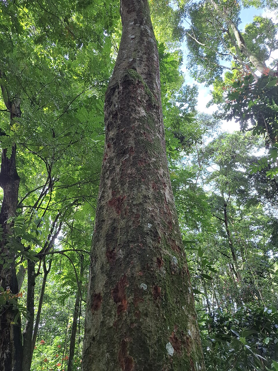 Sterculia urceolata (Bahenteng kepuh tree) — photo