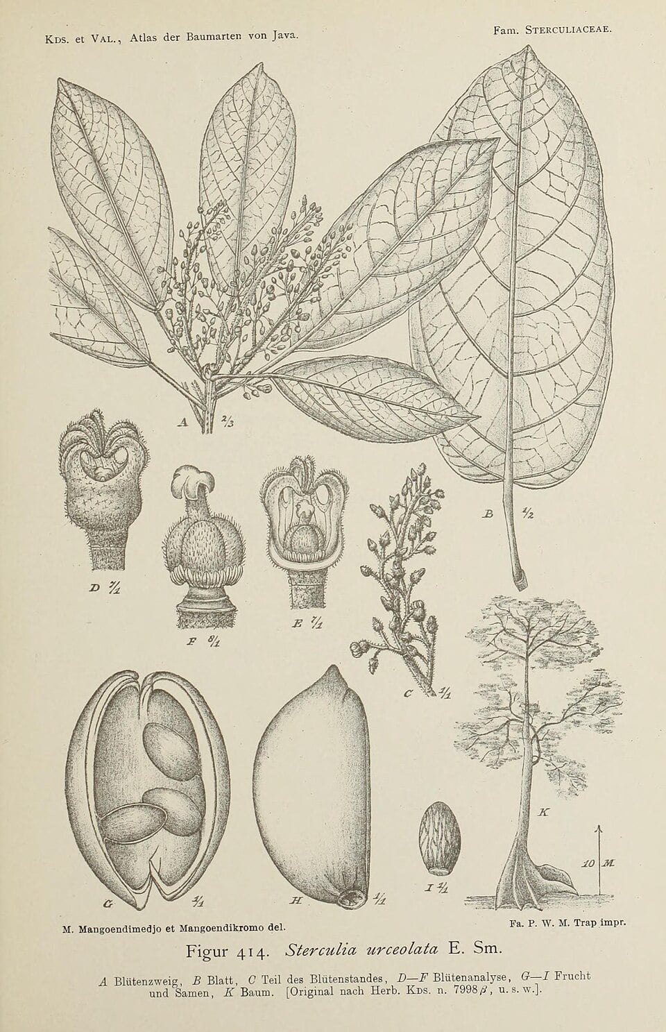 Sterculia urceolata