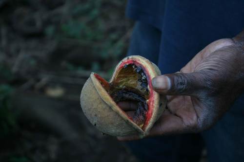 Sterculia vitiensis (Wathiwathi) — photo