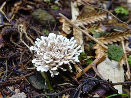 Stereopsis hiscens — photo