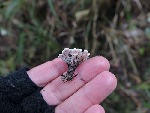 Stereopsis hiscens — photo