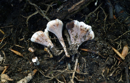 Stereopsis hiscens