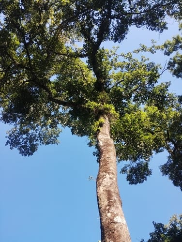 Stereospermum chelonoides (Yellow snake tree) — photo