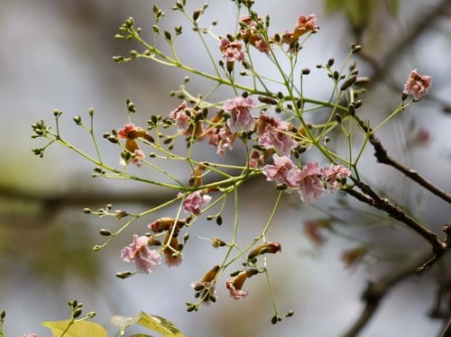 Stereospermum chelonoides