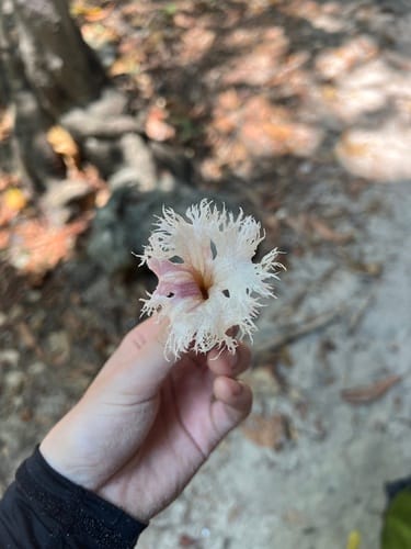 Stereospermum fimbriatum (Lilac padri tree) — photo