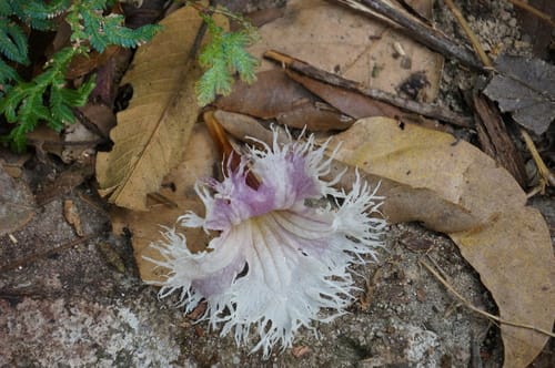 Stereospermum fimbriatum (Lilac padri tree) — photo