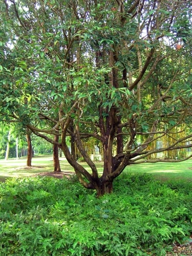 Stereospermum fimbriatum