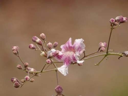Stereospermum kunthianum (Pink jacaranda) — photo