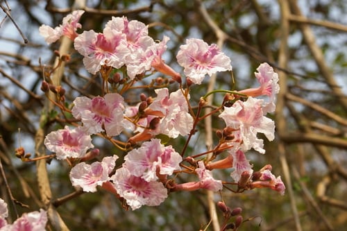 Stereospermum kunthianum