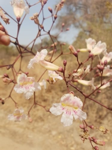 Stereospermum kunthianum (Pink jacaranda) — photo