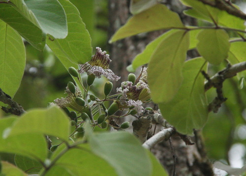 Stereospermum neuranthum