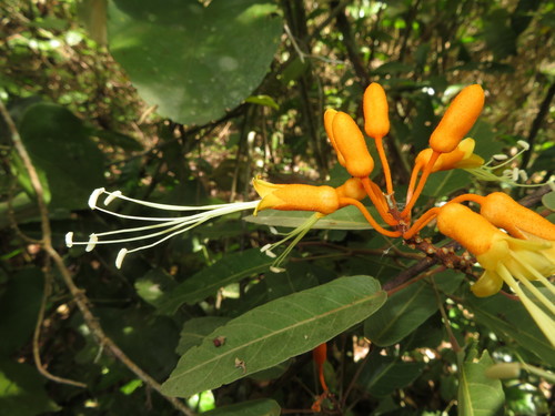 Steriphoma peruvianum (Peru steriphoma) — photo
