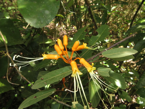 Steriphoma peruvianum (Peru steriphoma) — photo